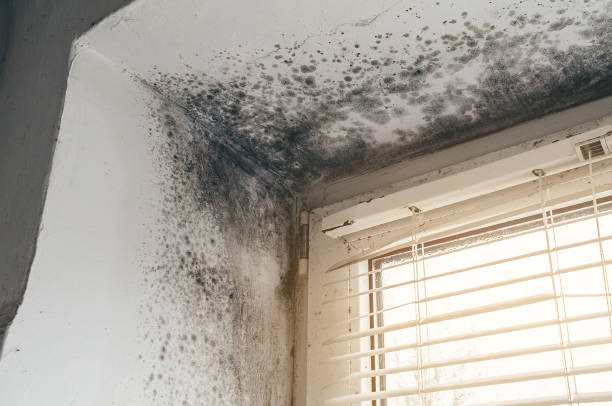 Affordable Basement Mold Removal solutions in Iselin, NJ